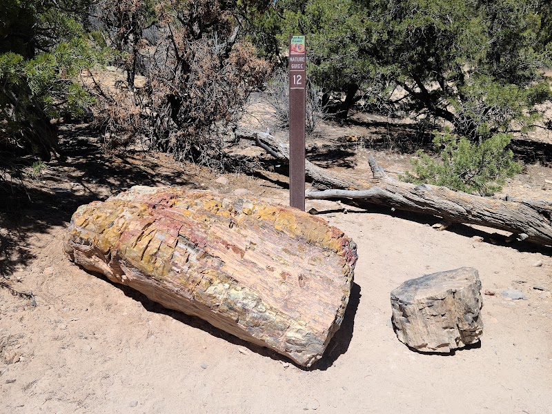 Henry Mountains Petrified Wood