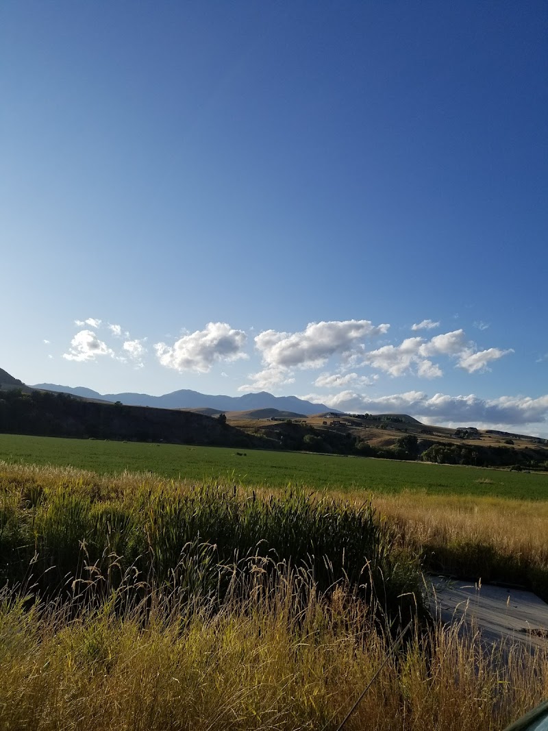 Trout & Berry Days (Paradise)